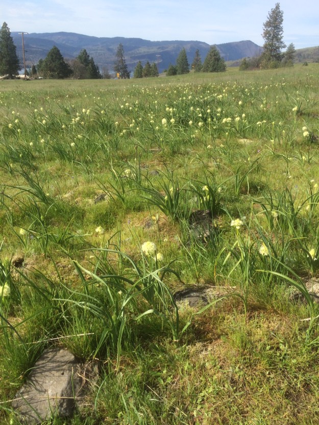 Another 'thin' soil, this time at Catherine Creek in Washington state. This Columbia River Gorge site is very wet in spring and is very popular site for wildflower aficionados. Here is seen Death Camas. Grass Widows were finishing elsewhere, while Fritillaria also bloomed here, with Camas ramping up and a whole other group of flowers bloomed along its basalt edges and uplifts.