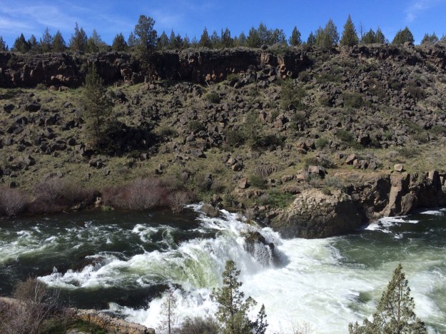 This is Steelhead Falls on the Deschutes River in Central Oregon. This is a harsh environment as one would expect in a high desert environment. A free running river along most of its length the benefits of its flow don't extend too far above the river's banks. The roots of most plant are unlike to penetrate the basalt and tap into the river's flow so the landscape remains lean as does its thin sandy soil.