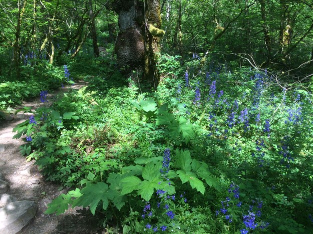Delphinium blooming their buds off beneath the Red Alder and Big Leaf Maple on a wet shelf around the base of Washington state's Cape Horn.