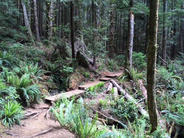 Then, near the opposite extreme, are some of the coastal rain forest areas of British Columbia. This trail to China Beach on the SW coast of Vancouver Island, is densely wooded with a ground layer consisting of little more than Western Sword Fern. Roots are exposed and the trail improvements are the only thing that keeps this popular trail to the beach open during much of the year.