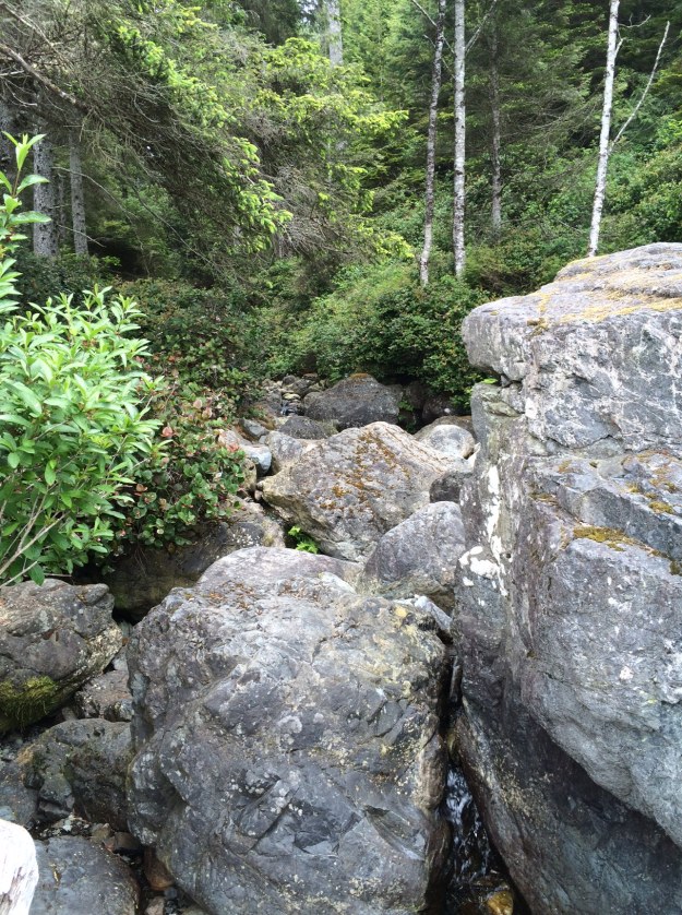 This shows the much more complex understory of the forest edge above China Beach itself.