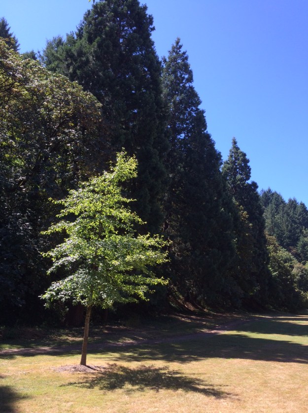 The upper portion of Duniway Park. A Nyssa sylvatica growing at the toe of the slope below OHSU. The turf is completely unirrigated, is very compacted and has poor drainage. In much of it is dominated by a few broad leaf weeds while most of the grasses that survive are weedy as well. The whole Park is built over one of Portland's first dumps.