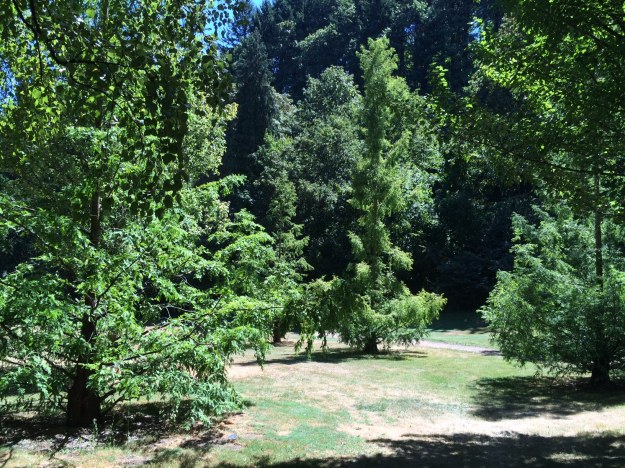 The grove of Metaseqouia I planted just north and east of the LIlac Garden.