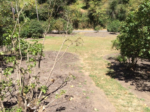 Duniway Park's Lilac Garden is wedged into the cold air drainage of Marquam Gulch. The open spaces between plants are a result of the poor draining soil that rots the Lilac roots. The road in the back ground squeezes the Park providing for now parking for visitors to use to access this end of the Park unless they drive in on to the 'lawn'.