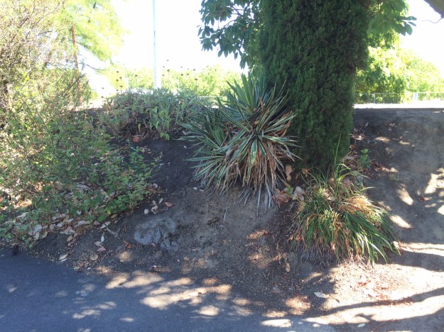 Adjustments needed to be made as the Madrone grew...they weren't. Again, more shortcuts, a struggling Phlomis, once vigorous at top left and a thin Lavatera bottom left.