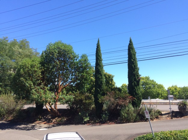 This planting, between Barbur Blvd. and the parking lot next to the track was done 15 years ago and has been largely neglected since then.