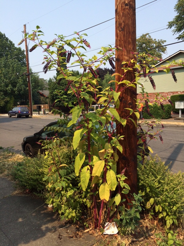 Pokeweed, Phytolucca americana in my neighborhood growing in a parking strip well over my 6'2