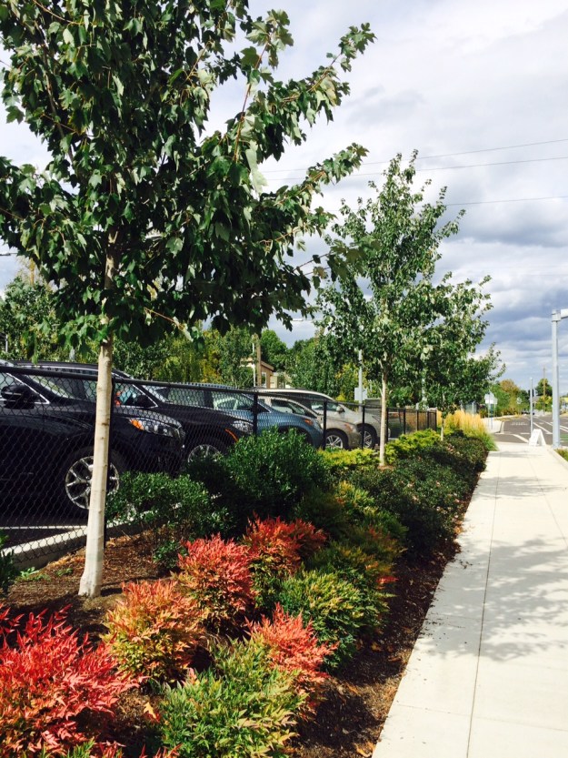 Tri-Met employee parking abuts the west curb for several blocks. Here there is a slight grade change and all too common Nandina domestica does the repeating banded pattern again utilizing Kinnickinnick, dwarf Pieris and Skimmia underplanting a line of Acer rubrum a tree that has proven problematic in Parks settings in terms of health and performance. Another tree from the summer wet eastern US.