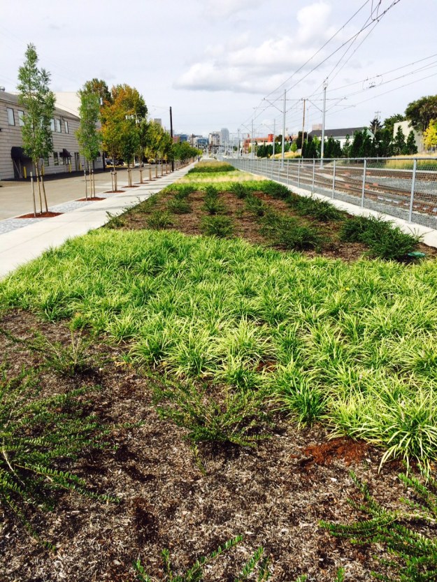 This shows the banded pattern common today in long mass plantings each swath a single species.