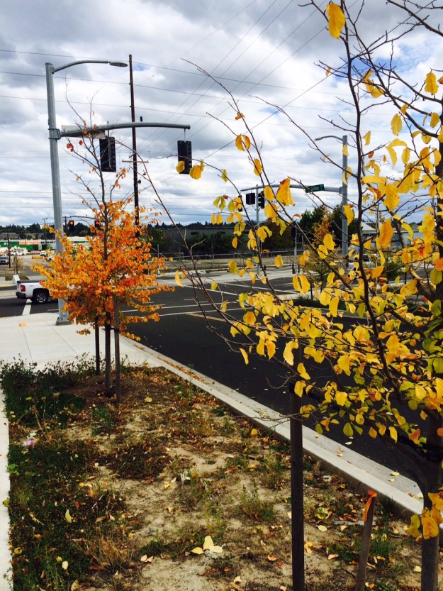 The stubby streets that tee off from 17th from Holgate south feature Parrotia persica. These should be a good match. Their premature leaf color likely indicate the effects of the summer we've just had and the fact that they were not yet established.