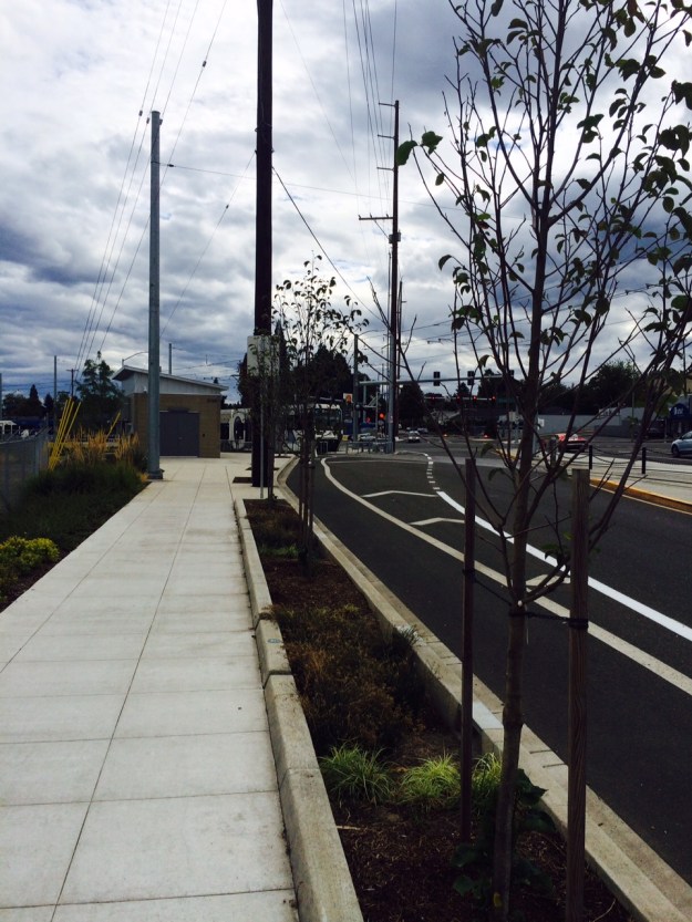 This curb planting approaching the intersection of 17th and Mcloughlin Blvd repeats the use of Magnolia 'Galaxy' where it will again be subject to inundation and reflected heat and light.