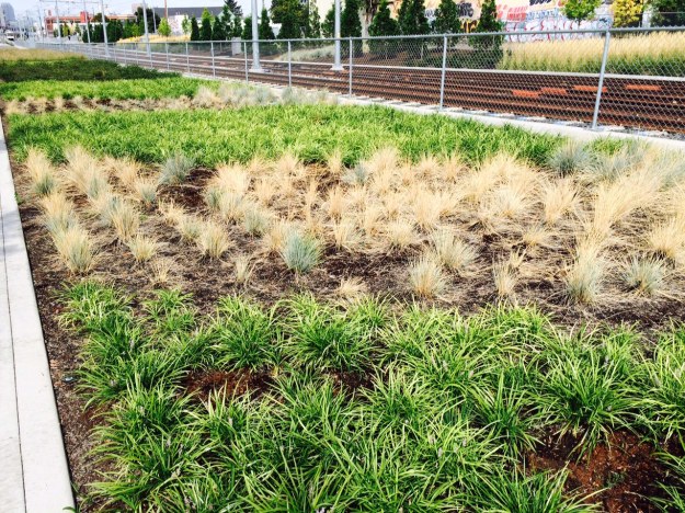 Here the banded Liriope alternates with the Blue Oat Grass which is mostly dead from over irrigation. Even if it weren't the open spaces around its clumps would be vulnerable to weed invasion.