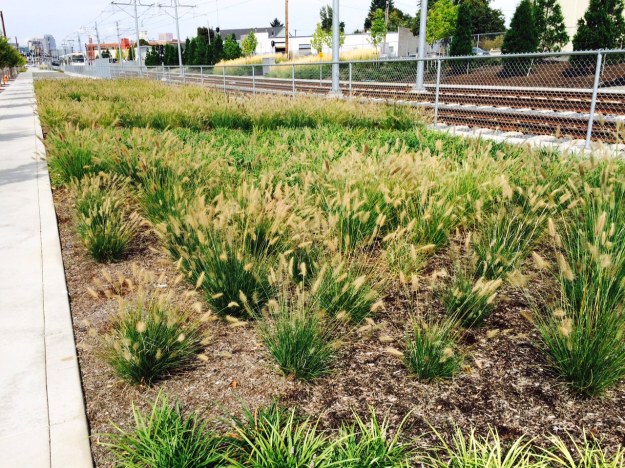 This planting of Pennisetum aloepecuroides, a compact cultivar, otherwise these are planted way too densely, have the same characteristic as the larger growing species in that over time, a few years, they begin to die out in their crowns. I know from experience with large scale plantings of these, that this task is difficult when you move into the hundreds of plants...it's probably not going to happen as it is very labor intensive and it becomes much easier to simply throw all of the plants away and replace them.