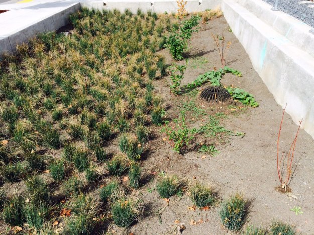 This is a broad green street sump for the adjacent street runoff. It appears to be unfinished. Planted only with Juncus effusus and a few struggling Redtwig Dogwood. The Redtwig appear to be suffering from the added heat reflected off of the back 'wall'. Weeds are popping up throughout the planting.