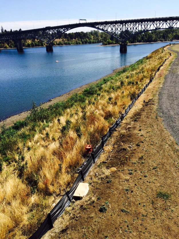 The western river bank once looked much like the east. It has been modified as part of the required mitigation for all of the development occurring here now. It is much steeper than it once was. This is all filled much like the other side and once had a function of slowing and absorbing floodwaters that now move quickly down the channelized river.