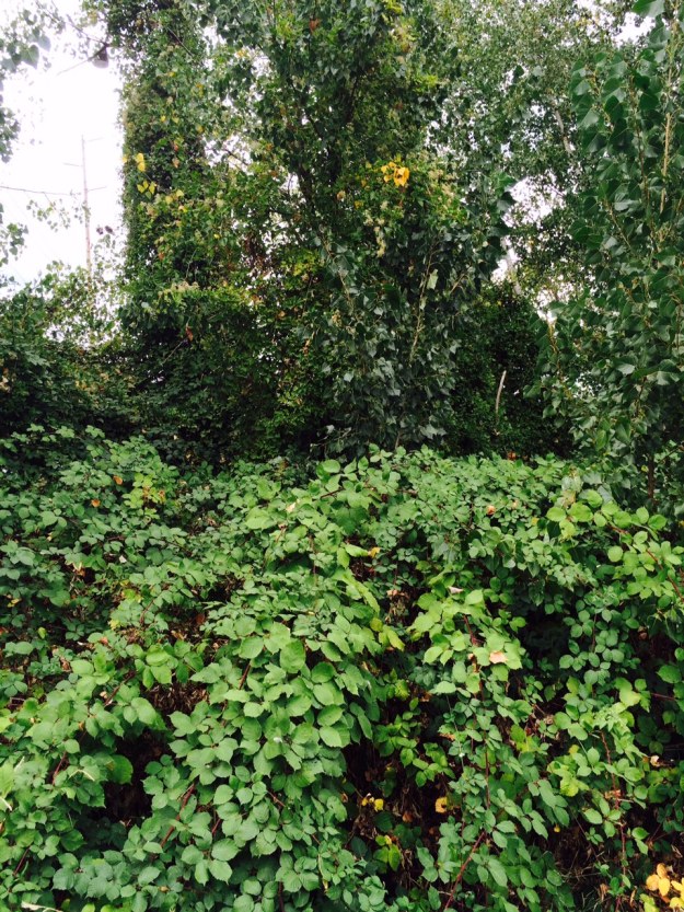 This is adjacent to the bio-swale looking toward Mcloughlin Blvd. The road lies behind the trees and is buried in Blackberry, English Ivy and Clematis. By all appearances this section, the trees separating Mcloughlin from the railroad tracks, receive little if any maintenance. I would expect that this whole area will become overwhelmed and dominated by weeds.