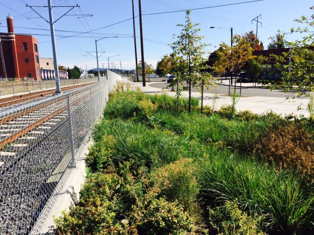 There are two beds comprising a long triangle stretching east from 8th Ave and the crossing.