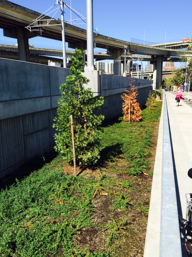 The Orange Line is slowly climbing and you can see the road grade here where it starts to drop. Another dead Incense Cedar with regularly irrigated Kinnickinnick, which will be harmful to it as well over time.