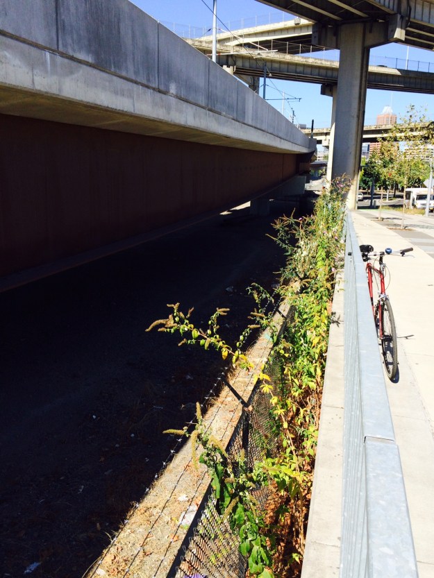 That bed ended abruptly at a wall. The Orange Line continues on supports devoid of any plantings beneath it. Hmmm...how long will that last. Next to and below the walkway is a no-man's-land created by a fence already filled with mature Buddleia davidii. Fence-lines and edges can create all kinds of problems for maintenance.