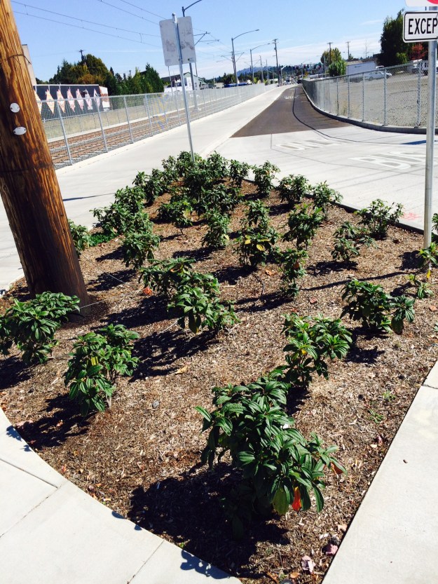 The first 'bed' heading toward downtown where a stub of Division curves south on 9th. Nothing but Vibrunum davidii with a telephone pole.