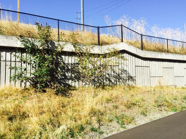 A more closeup view. Mature Buddleia davidii. You can see the dry stems above weedy Fennel or Dill.