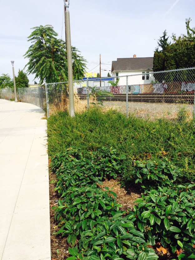 This is just south of the overpass where the weedy railroad right-of-way and the new construction are squeezing together