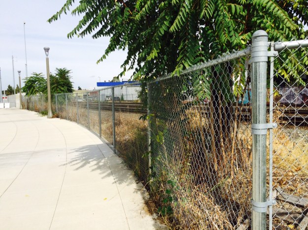I have many other pictures of railroad rights-of-way with the sterile grade around the truck and the problematic edges. This edge has bee cut and sprayed over the years. The Trees of Heaven growing along the fence line only illustrate the railroads attitude.