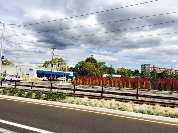 This shot shows the row of dead Arbor-vitae across the street