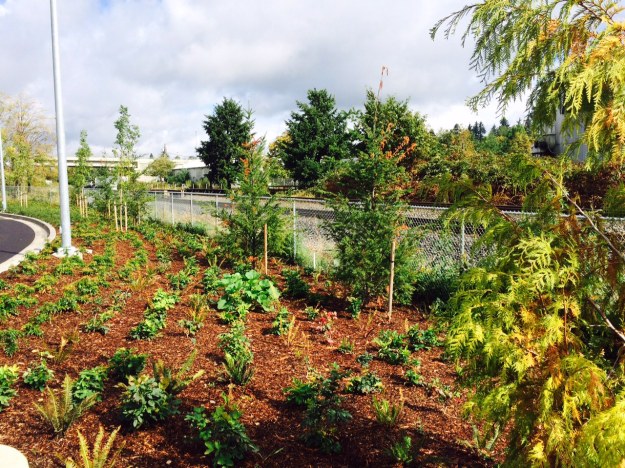 A typical native planting with Western Red Cedar and Doug Fir along the fence line buffering the station from the BNSF tracks. This landscape is reproduced thousands of times in the region. Its palette is very simplistic, not unlike, the graphic plantings I critiqued earlier, leaving lots of space for invaders. Planting natives does not instantly create a native landscape. These will require frequent maintenance as well. A squash has volunteered in this bed.
