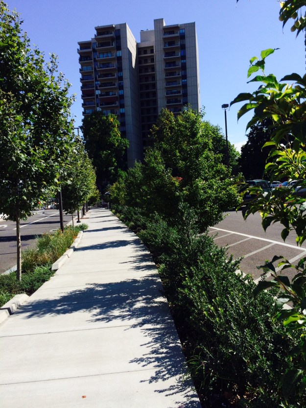 Typical Lincoln planting.