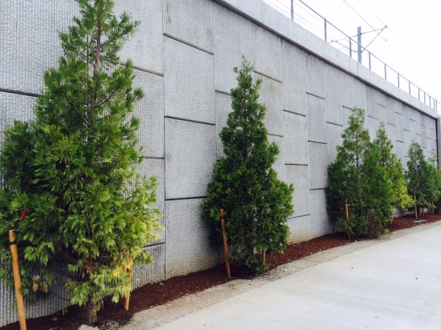 Incense Cedars,wedged into their narrow space, frame the truck entrance to the Brooklyn Yards at Harold St. While these are columnar they can reach 8' in diameter. It probably won't conflict with pedestrian use as there likely won't ever be much.