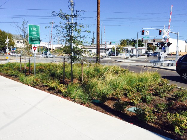 This is the bed on the west side of the crossing with alternating bands of Spiarea and one bunching grass with Nyssa sylvatica.