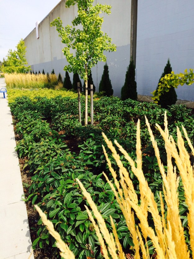 This planting, just north of Rhine on the east side looks good, display the contrasting colors and textures well. Bear in mind that weed incursion and plant failure will jump out which if maintenance and replacement practices are prompt and high won't be an issue. The question begs the maintenance schedule. The weeds already moving in to many of the beds gives me much pause.