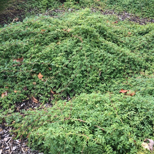I will be interested to see how this low, dense, tiny-leafed Rose does here near the station stop, if it will be able to suppress weeds or be out grown by them. Again, they fill one niche. Are they aggressive enough?