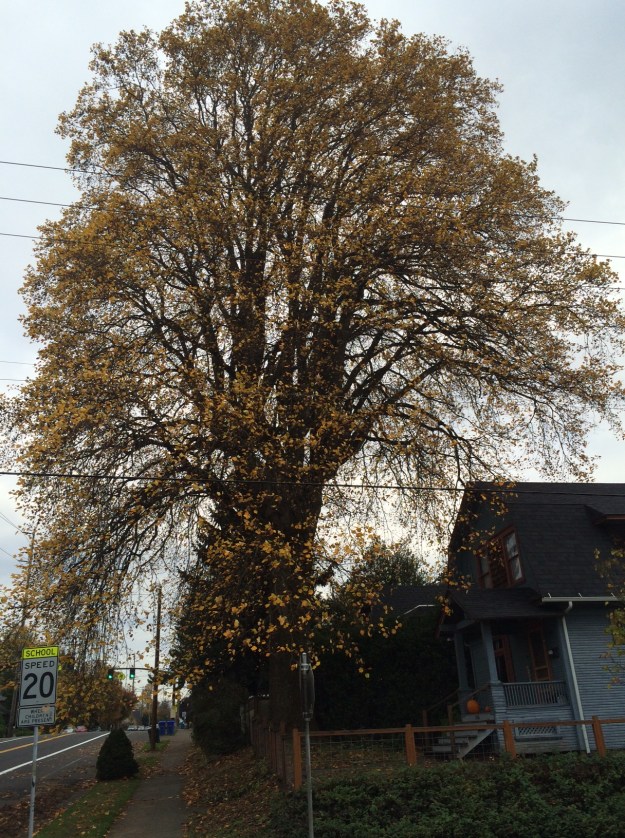 This Liriodendron tulipifera, a heritage tree in my neighborhood, has a canopy over 90' across. It is a beautiful and dominating tree dropping tons of drain clogging leaves and negating any need for actual street trees in the vicinity.