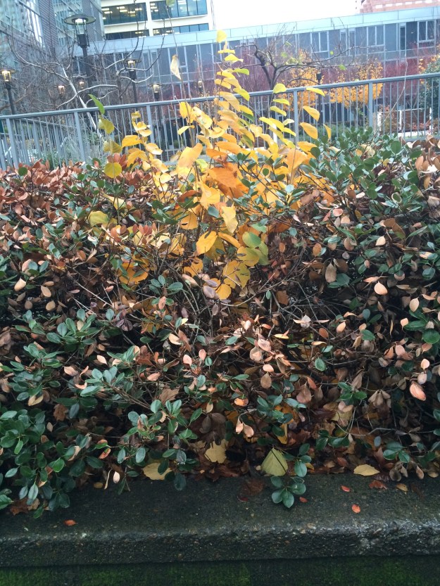 I did this planting of Rhapholepsis indica (?) some 15+ years ago the vacated portion of SW Mill St downtown immediately west of Pettygrove Park. There are 3 beds here all once planted on a cycle with annuals and bulbs. The annuals program was cut and planted all three beds in smaller shrubs. At some point the properties north and south had new structures built on them and the beds were removed from Parks care. The Hamamelis 'Arnold's Promise' was hacked off at around 5' several times destroying its upright vase form until more recently it was cut nearly to the ground with the more random sprouting here resulting.