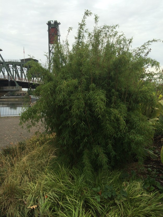 Fargesia n. Juizhoughao