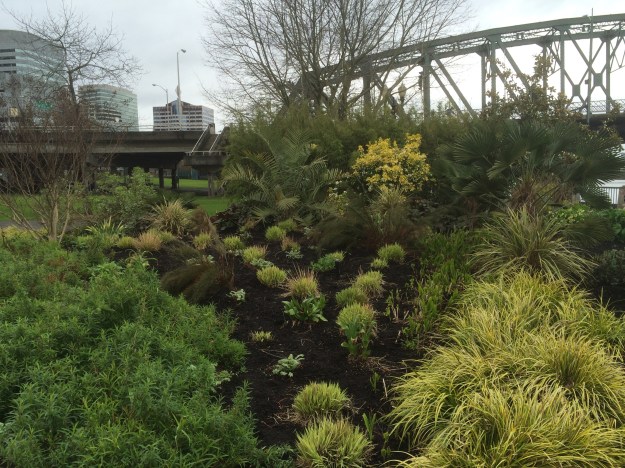 Looking north in Spring across the pushing Molinia toward the Butia x Jubea in the center with Penstemon left and Acorus on the right.