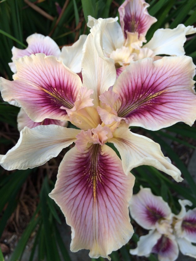 Iris x pacifica Simply Wild