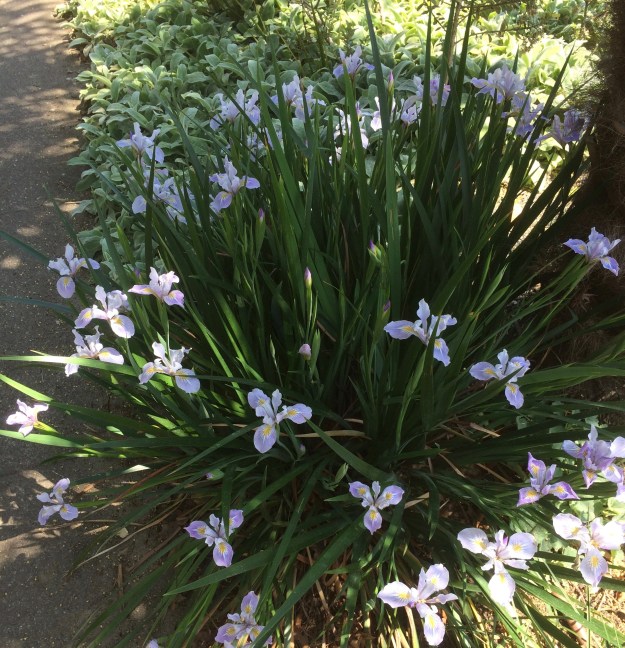 'Survivor's Son', very robust and floriferous.