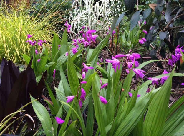 When speaking of Orchids many think of the exotic epiphytes the buy at the florist or Trader Joe's, unaware that there are terrestrial Orchids like this Bletilla are both showy and tough garden performers. I grow several forms of this species at home.