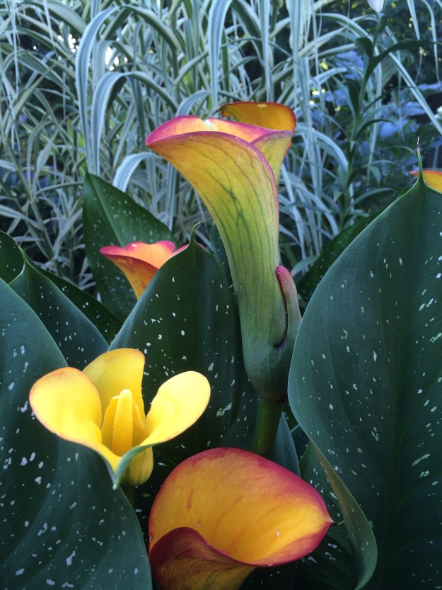 Flame Calla Lily, Zantdeschia x elliotiana 'Flame', not as hardy as the classic white Z. aetheopica, but has proven tough for me here.
