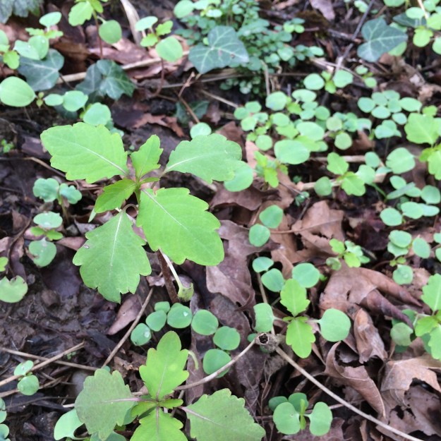 Another creekside denizen, this time a weed, Impatiens capensis.
