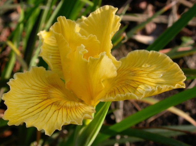 Iris PCH Big Money DSCN0671