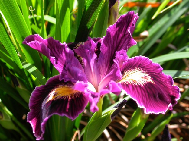 Iris PCH Drives You Wild DSCN0677