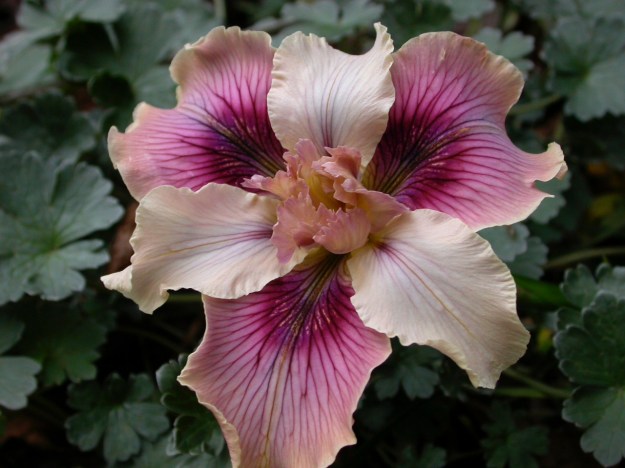 Iris PCH Simply Wild DSCN0641