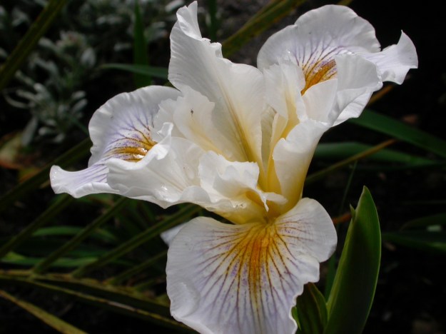 PCH Pacific Snowflake DSCN2439