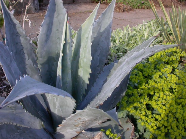 Agave harvardiana DSCN0342