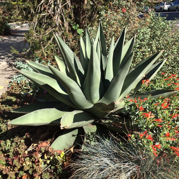 Agave 'Sharkskin' on a bright summer day last summer