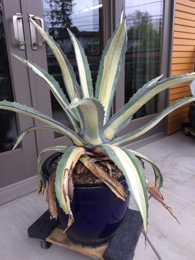 This Agave americana 'Medio-Picta will stay in a pot, a pot with the plant, that is heavy and formidable enough that I'll use a dolly to move it around.